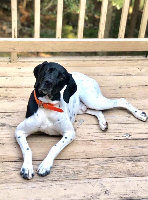 /images/uploads/southeast german shorthaired pointer rescue/segspcalendarcontest2019/entries/11443thumb.jpg